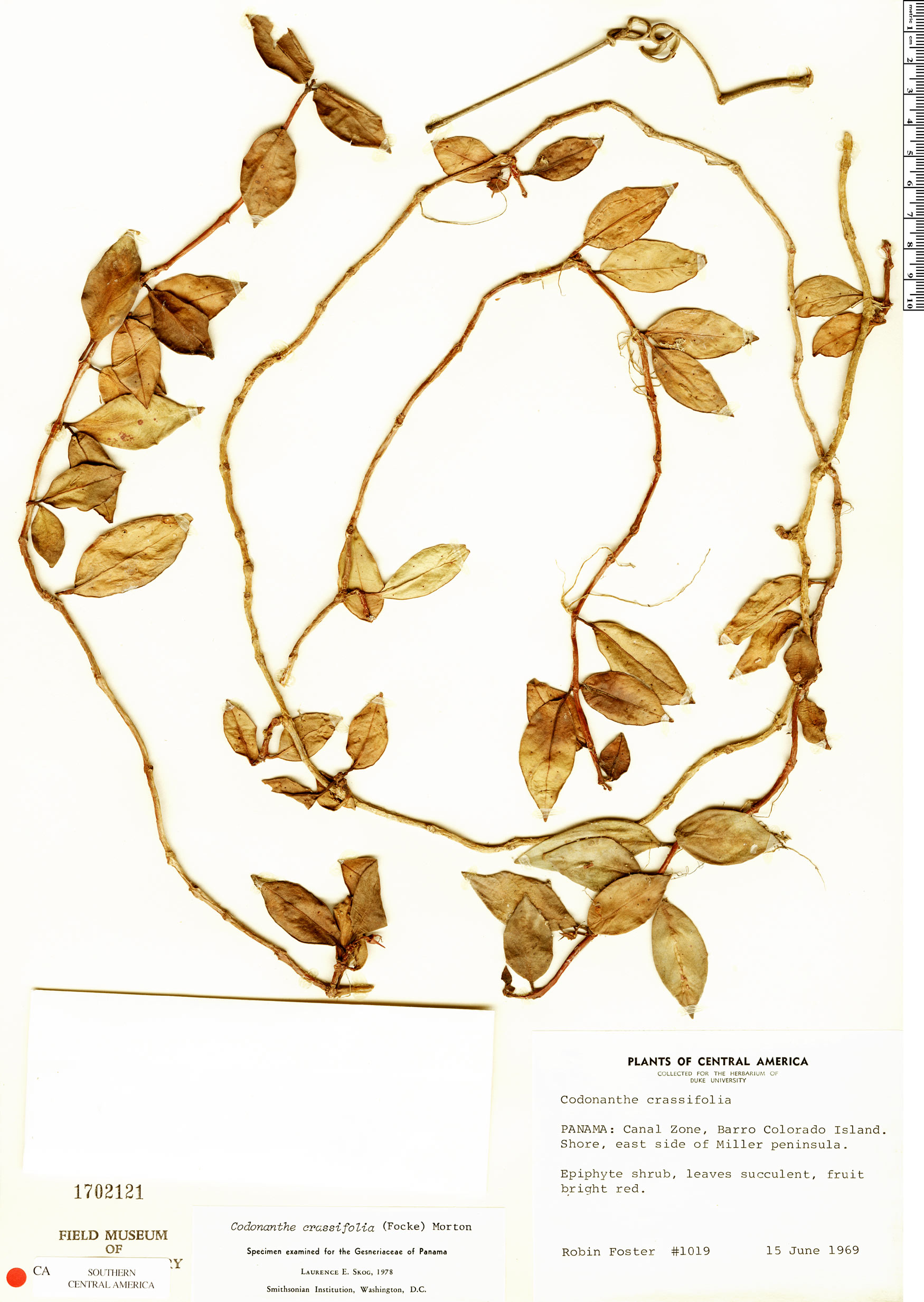 Codonanthe crassifolia image