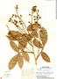 Paullinia fibrigera, Panama, T. B. Croat 12841, F