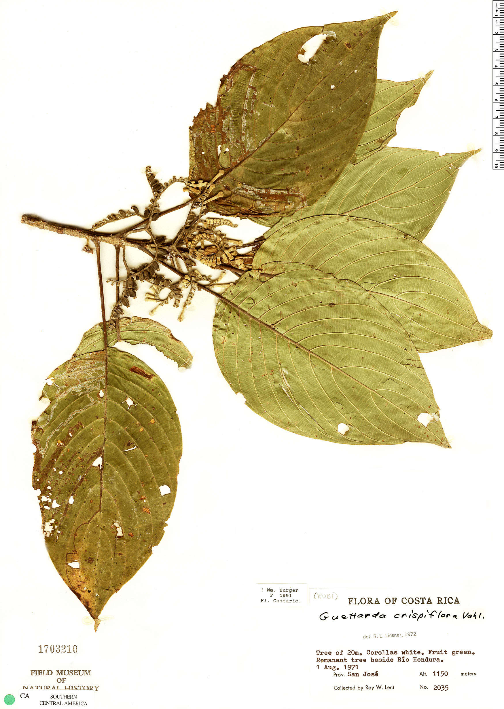 Guettarda crispiflora image