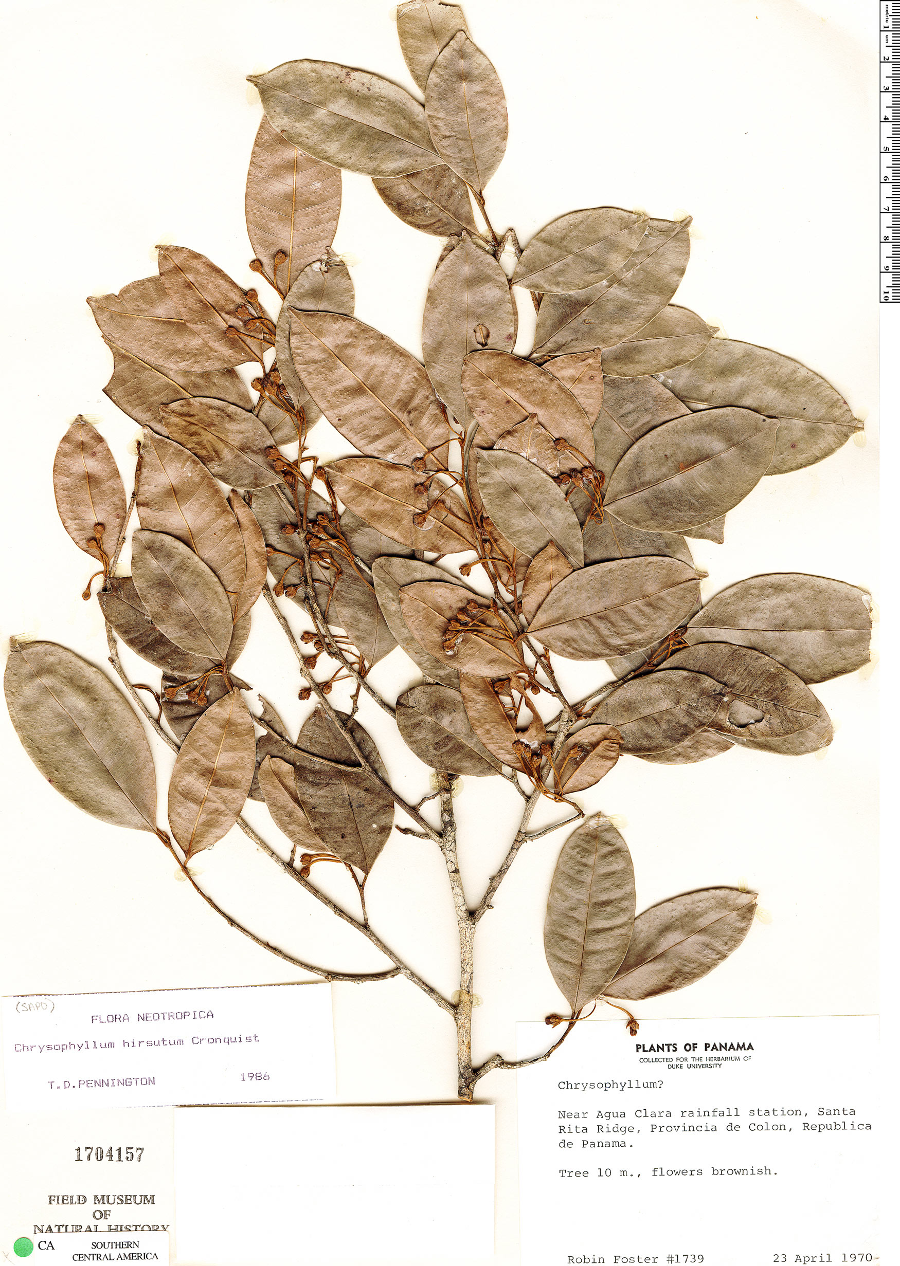 Chrysophyllum hirsutum image