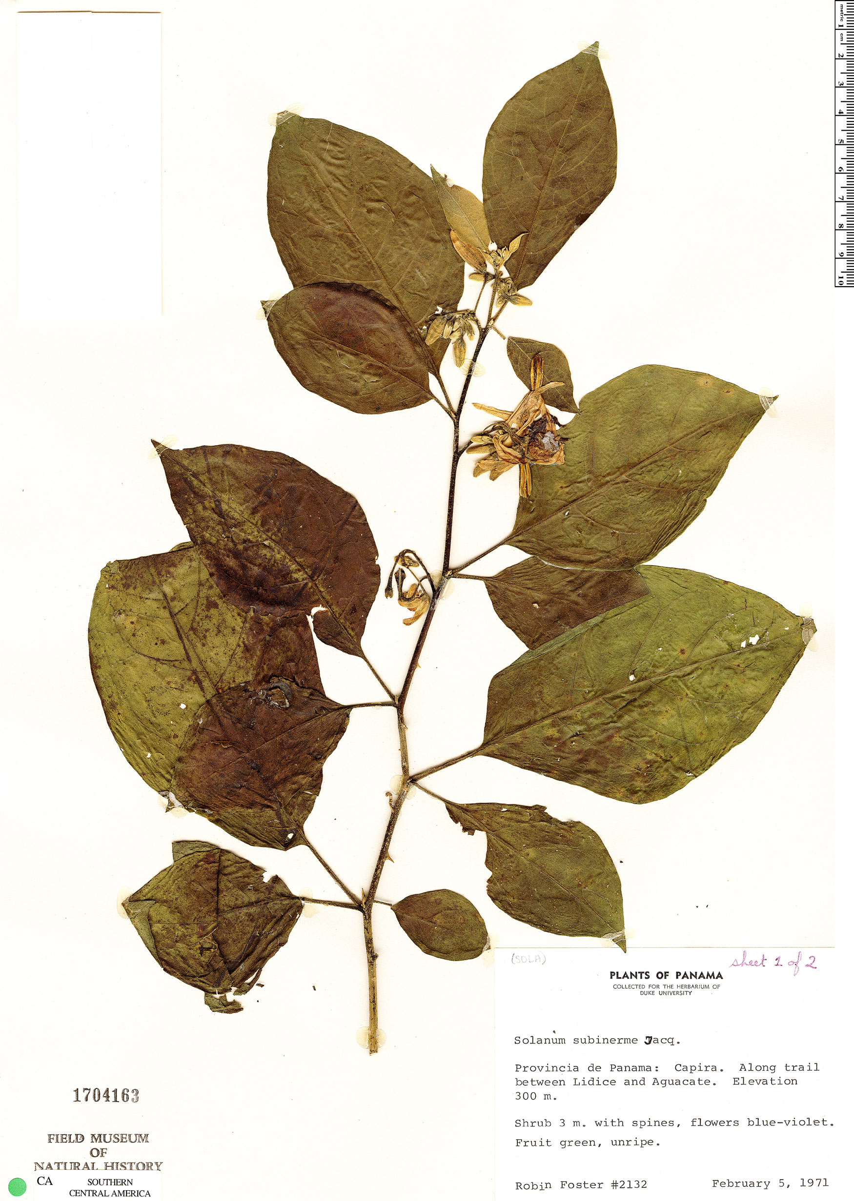 Solanum subinerme image