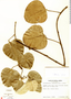 Chondrodendron tomentosum image