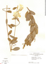 Urechites lutea (L.) Britton, Honduras, G. Proctor 32572, F