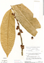 Anaxagorea dolichocarpa Sprague & Sandwith, Brazil, B. Maguire 56025, F