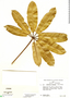 Schefflera mathewsii (Seem.) Harms, Peru, G. Edwin 3649, F