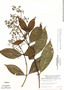 Psychotria pichisensis Standl., Peru, J. Schunke Vigo 5771, F
