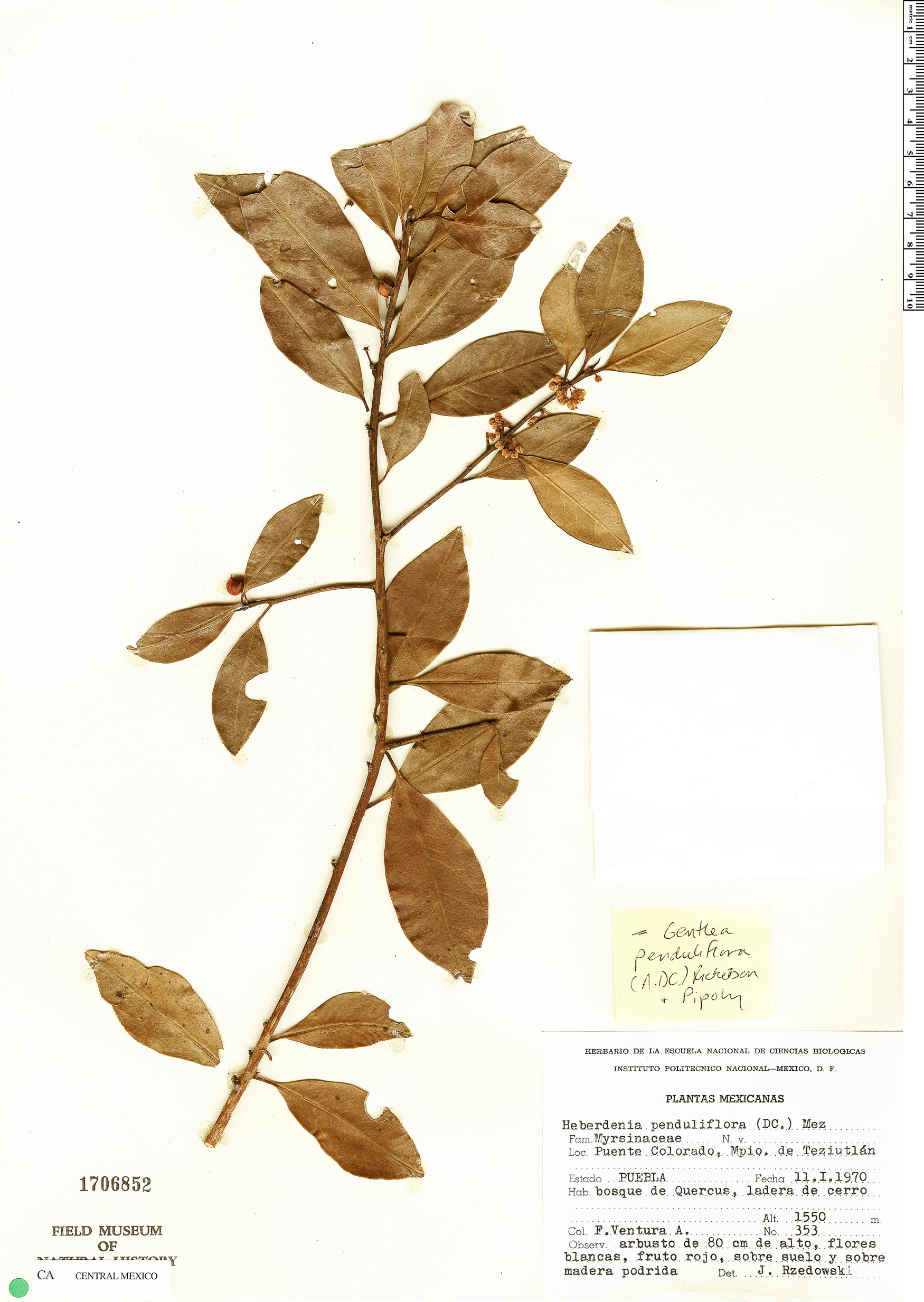 Gentlea penduliflora image