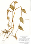 Tripogandra amplexicaulis (Kunth) Woodson, Mexico, F. Ventura A., F