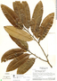 Aspidosperma darienense Woodson & Dwyer, Brazil, H. S. Irwin 48412, F