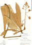 Hymenandra pittieri image