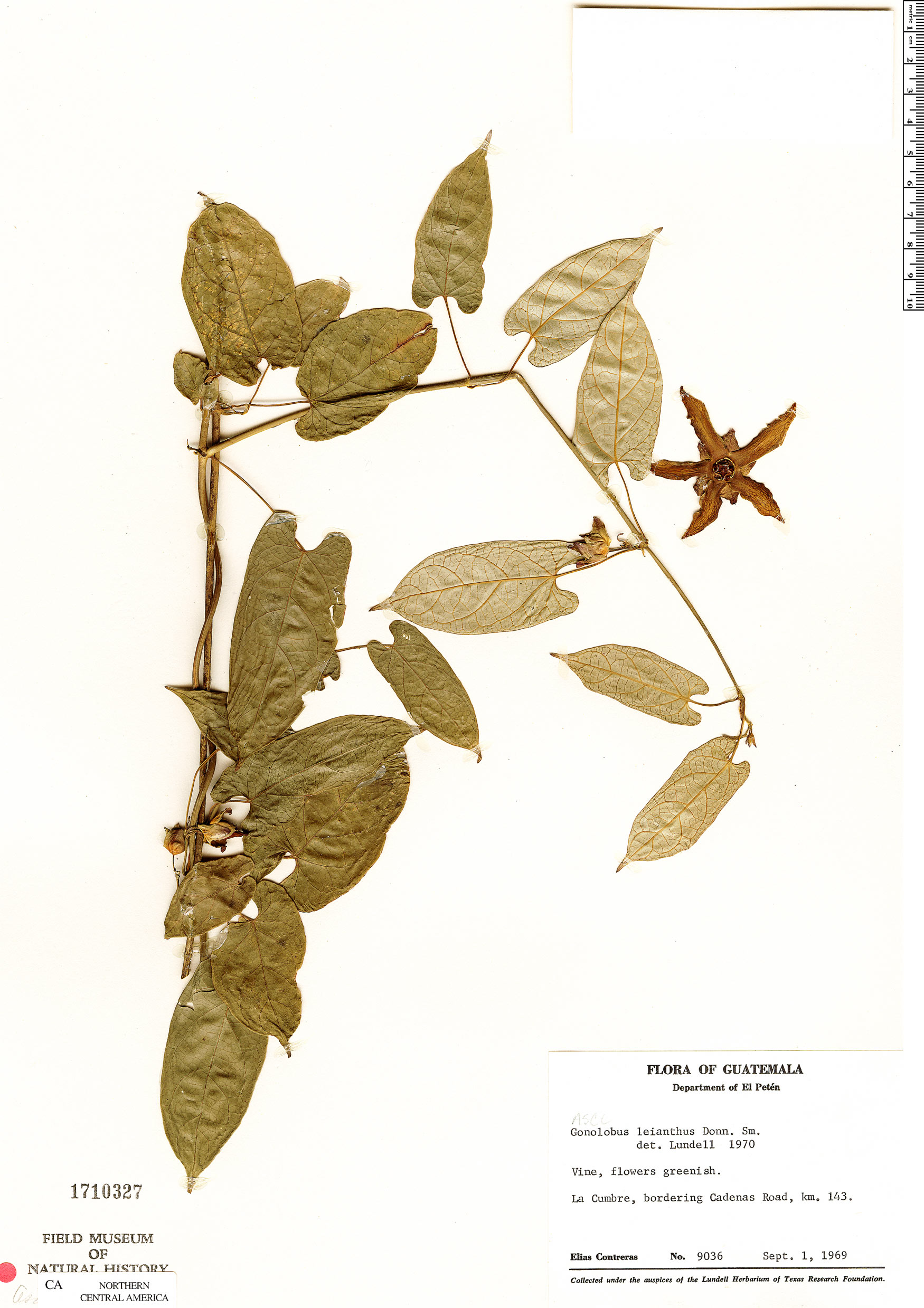 Gonolobus leianthus image