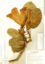Solandra brachycalyx Kuntze, D. E. Stone 3134, F