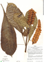 Aphelandra latibracteata Wassh., Peru, J. Schunke Vigo 2863, F