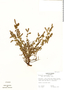 Lachemilla aphanoides (L. f.) Rothm., Panama, R. L. Wilbur 13329, F