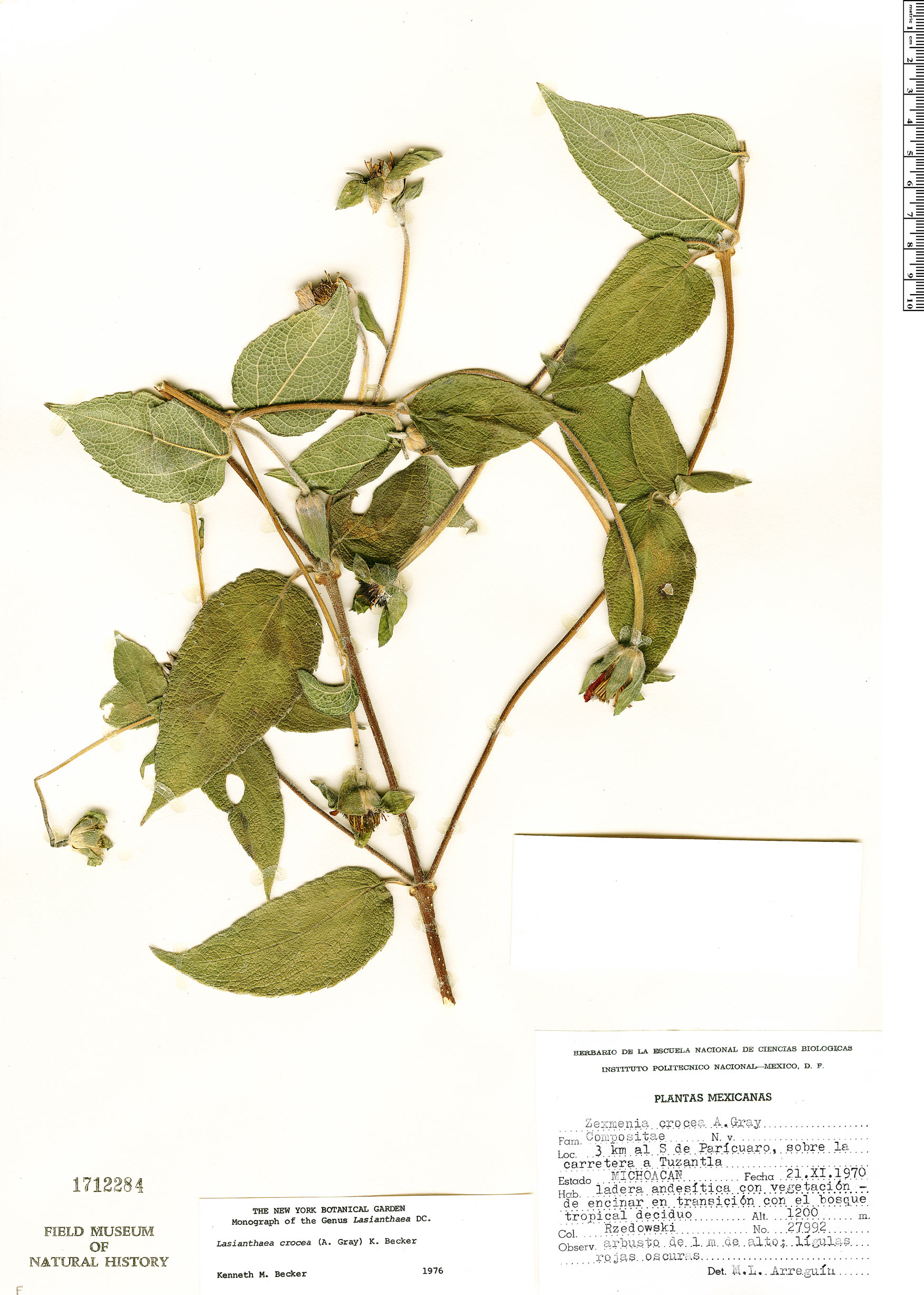 Lasianthaea crocea image