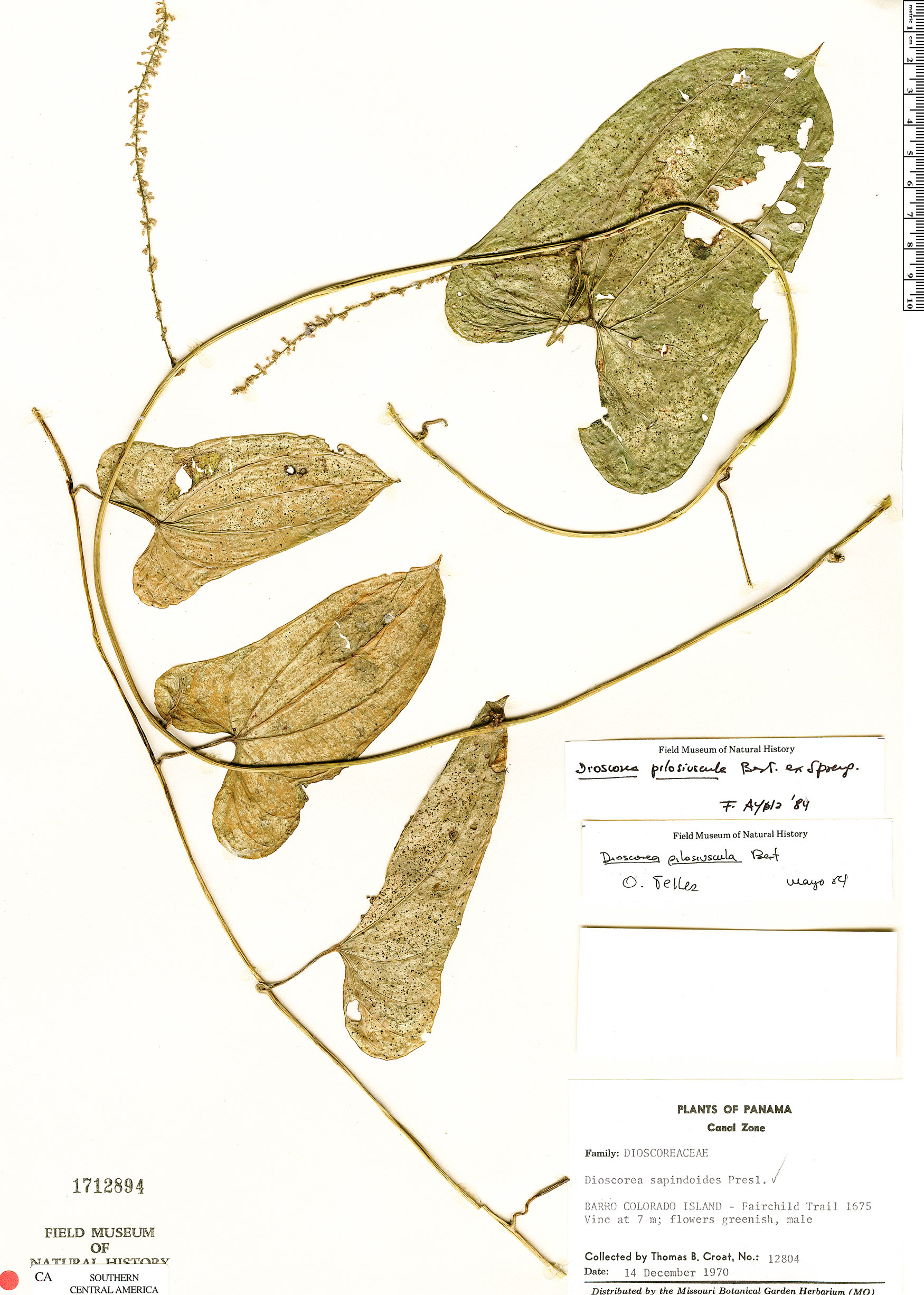 Dioscorea pubescens image