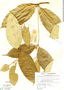 Tabernaemontana undulata M. Vahl, SURINAME, A. Daniels 8638, F