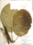 Peltastes peltatus (Vell.) Woodson, Brazil, H. S. Irwin 13179, F