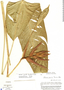 Image of Heliconia gracilis