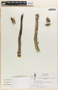 Pilosocereus leucocephalus (Poselg.) Byles & G. D. Rowley, F