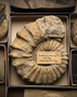 P 3642 Acanthoceras rothomagensis, Cliffe Austy, Wilts, England. Paleo Invertebrates Ammonite specimen, surrounded by other invertebrate fossil specimens. From the World's Columbian Exposition of 1893.
