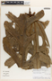 Anthurium clavigerum Poepp., PERU, A. Monteagudo 9170, F