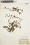 Dichondra sericea Sw., PERU, J. F. Macbride 246, F