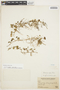 Dichondra sericea Sw., PERU, J. F. Macbride 1068, F