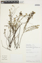 Evolvulus argyreus Choisy, Peru, C. Díaz S. 2115, F