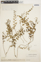 Evolvulus tenuis Mart. ex Choisy, VENEZUELA, Ll. Williams 10649, F