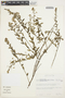 Evolvulus tenuis Mart. ex Choisy, COLOMBIA, J. E. Ramos 699, F