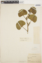 Ipomoea asarifolia (Desr.) Roem. & Schult., PERU, O. L. Haught 210, F