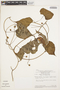 Ipomoea batatoides Choisy, BRAZIL, T. C. Plowman 9602, F