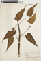 Ipomoea carnea subsp. fistulosa (Mart. & Choisy) D. F. Austin, BRAZIL, A. Ginzberger 420, F