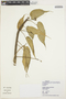 Ipomoea carnea subsp. fistulosa (Mart. & Choisy) D. F. Austin, PARAGUAY, F. Mereles 6862, F