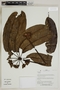 Herbarium Sheet V0323610F