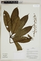 Herbarium Sheet V0323611F