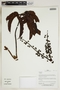 Herbarium Sheet V0323613F