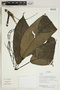 Herbarium Sheet V0323617F