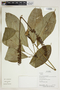 Herbarium Sheet V0323618F