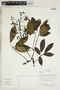 Herbarium Sheet V0323619F