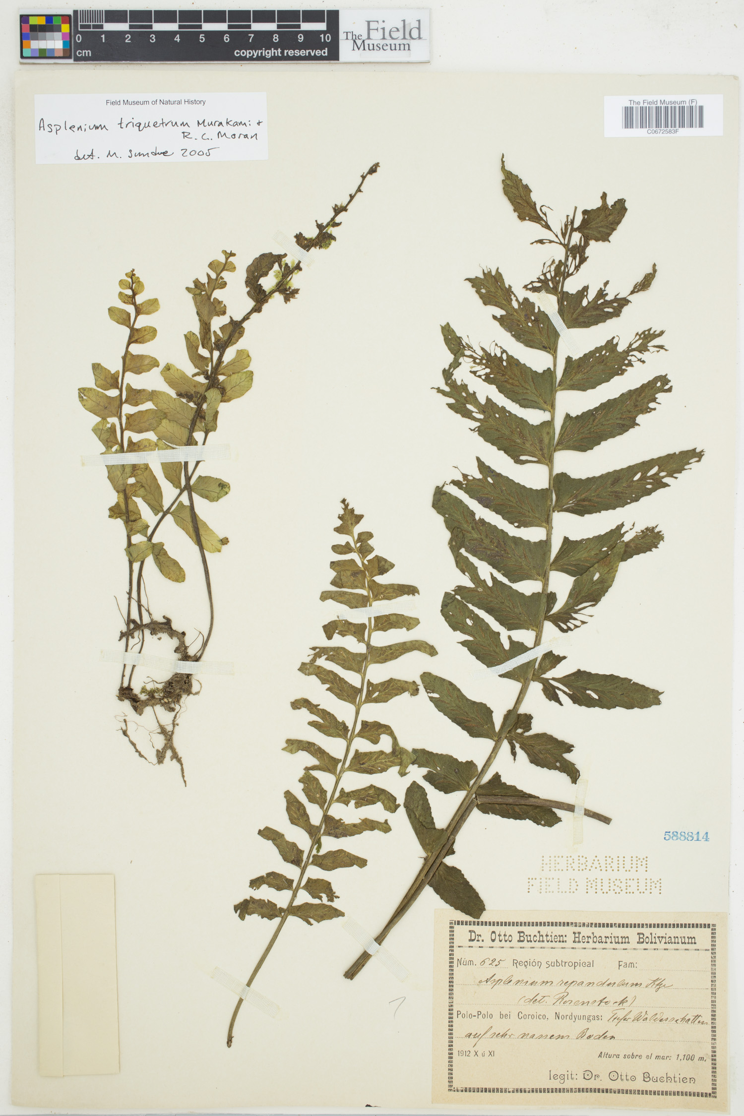 Asplenium triquetrum image