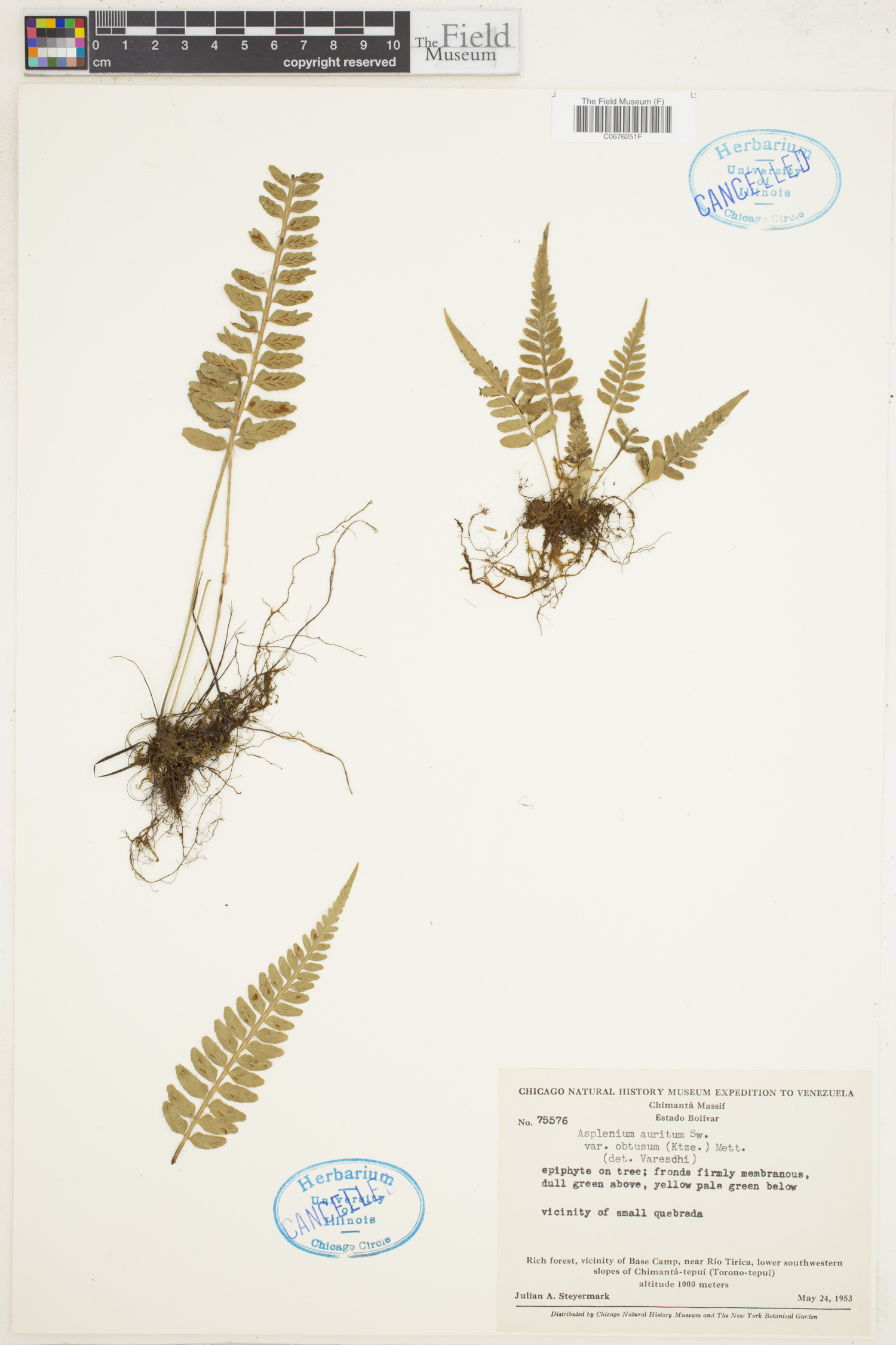 Asplenium auritum var. obtusum image