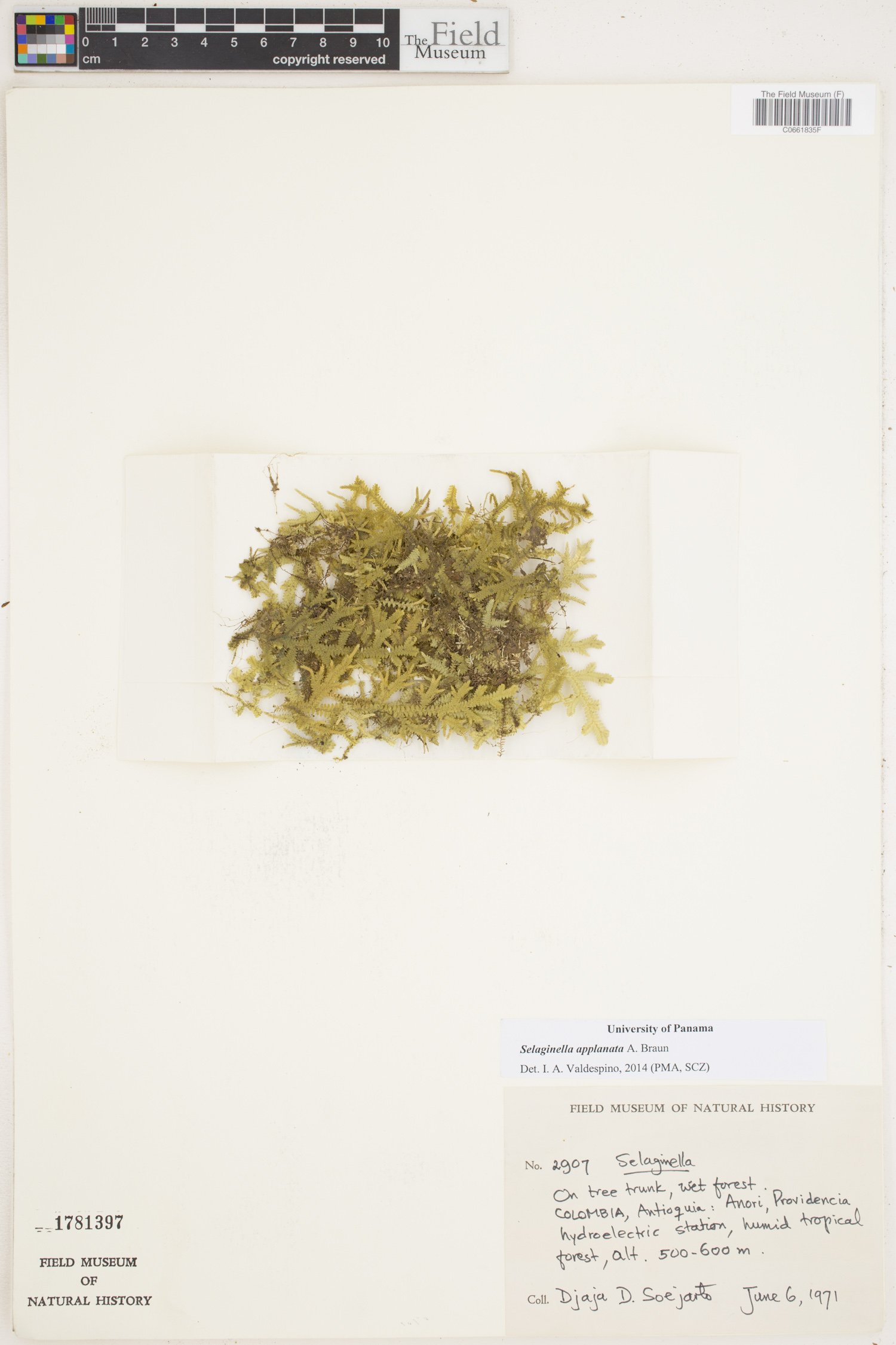 Selaginella applanata image