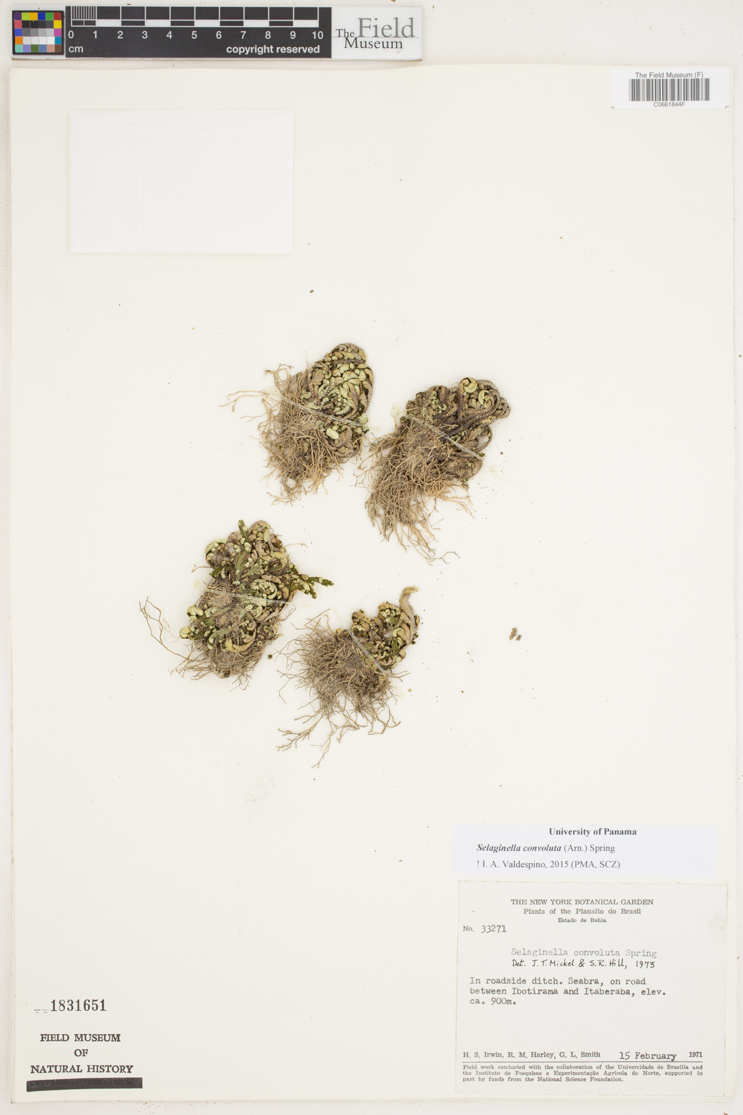 Selaginella convoluta image