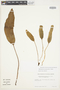 Elaphoglossum muscosum image
