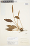 Elaphoglossum decipiens image