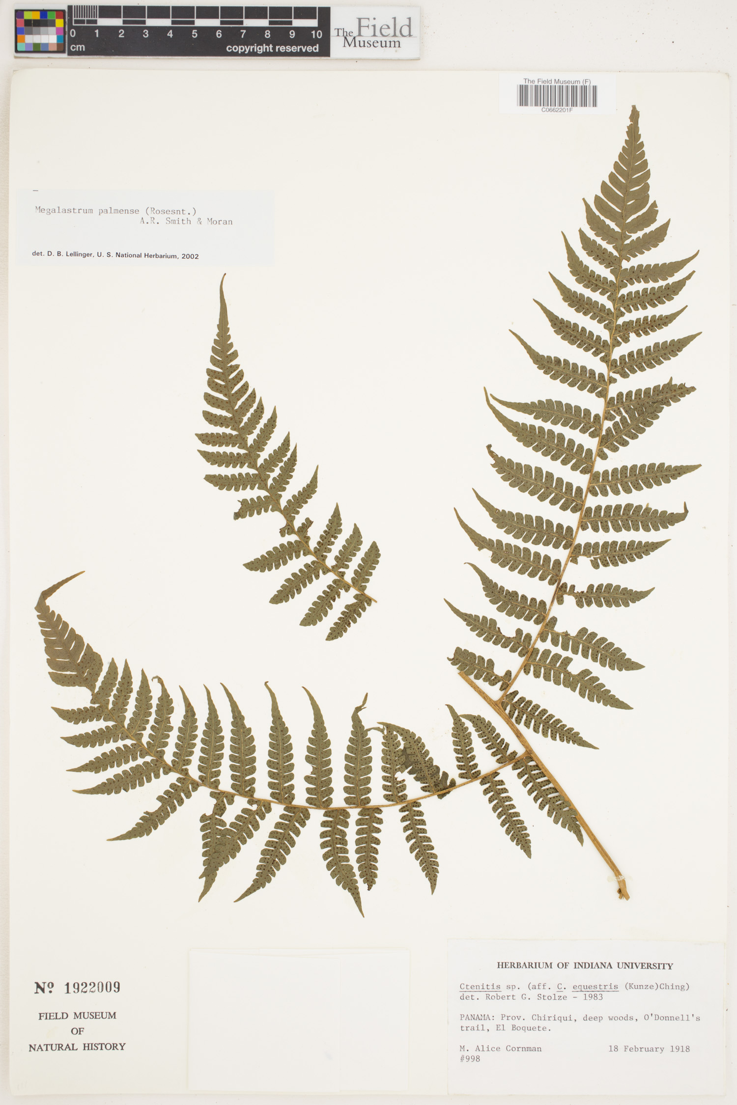 Megalastrum palmense image