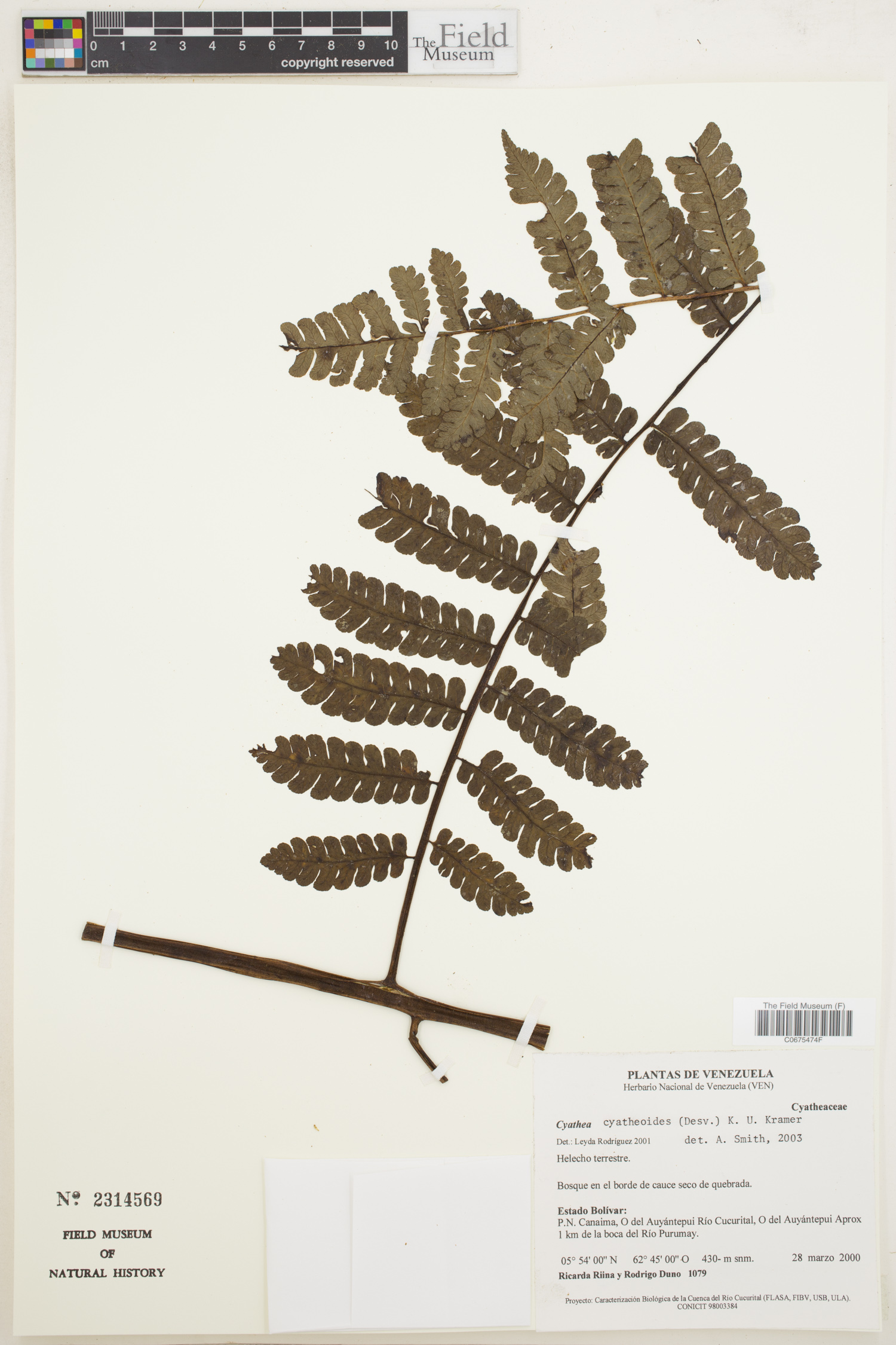 Cyathea cyatheoides image