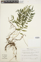 Lomagramma guianensis image